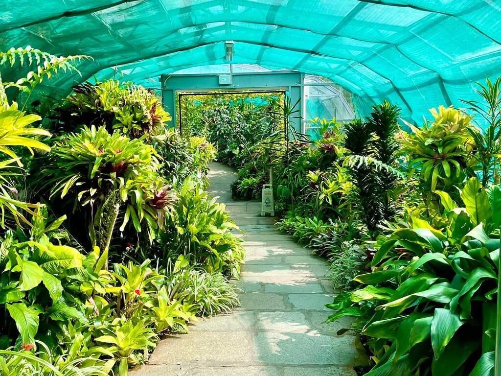 Exotic plants in the tropical hothouse.