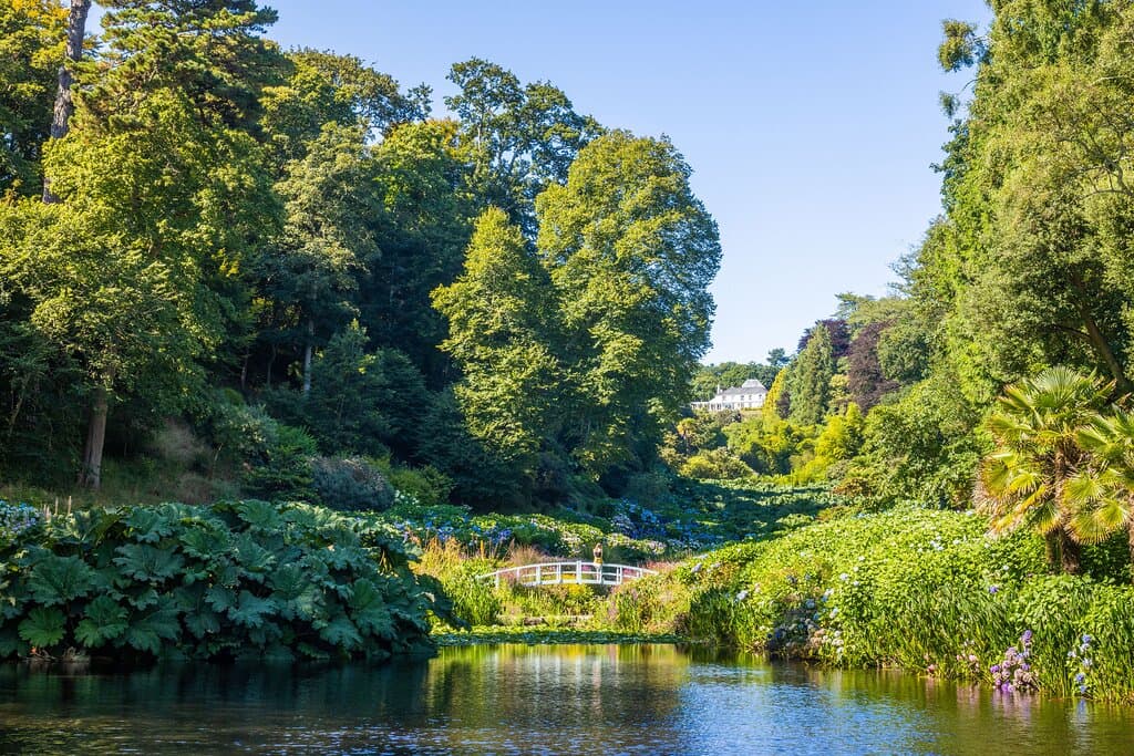 The iconic valley view at Trebah, as seen from the bottom of the garden. From the Monet-inspired bridge over Mallard Pond to the Georgian house at the head of the valley, it's a must-see vista of the garden!