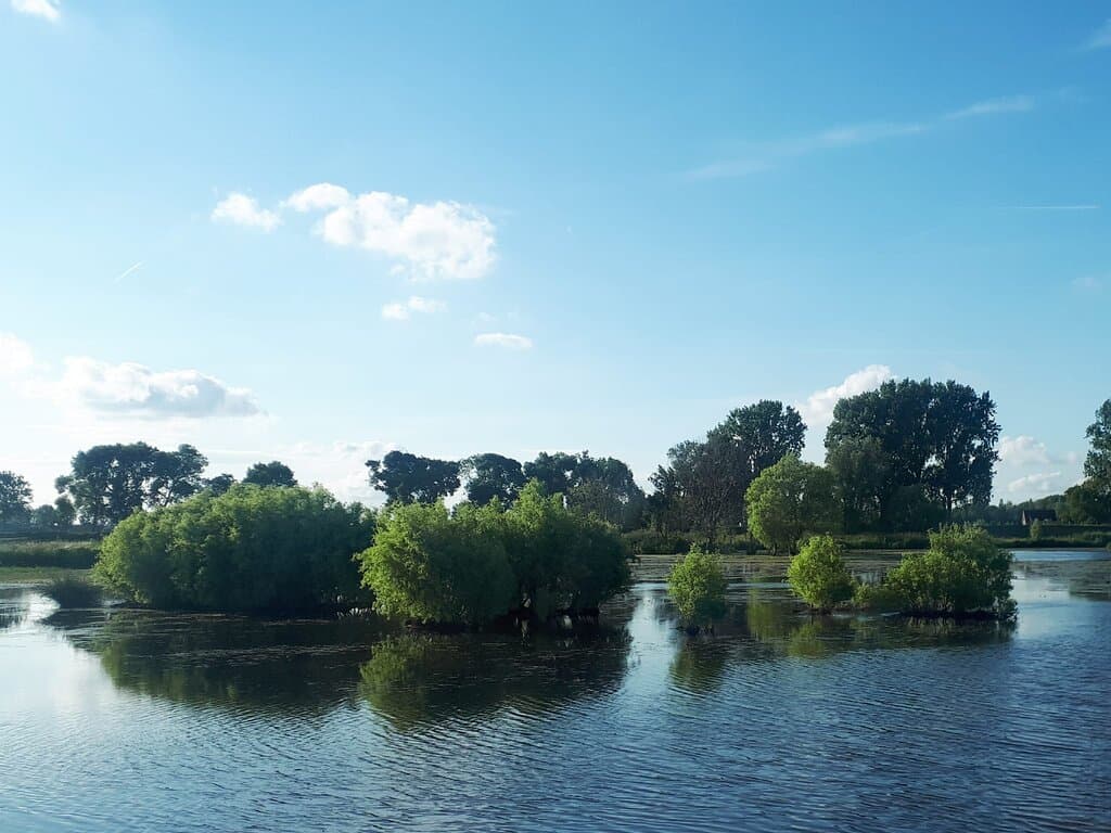 bomen 'zweven' boven het water
