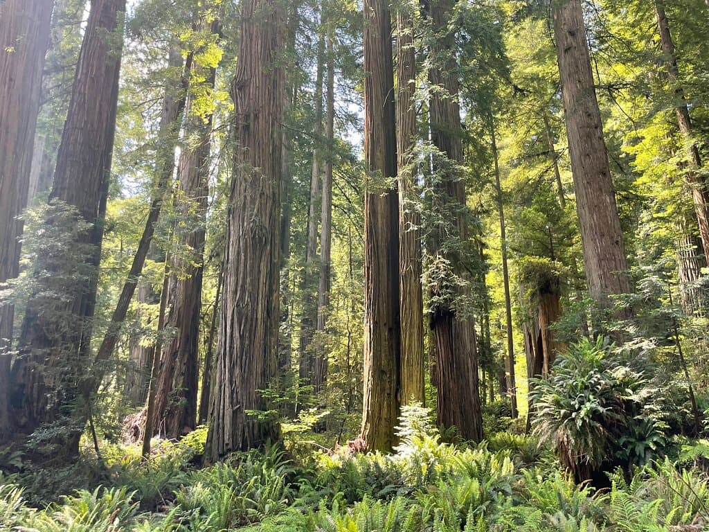 Howland Hill Road Crescent City California