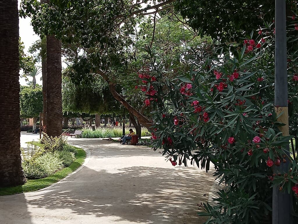 Green in the middle of Rabat. July 2022
