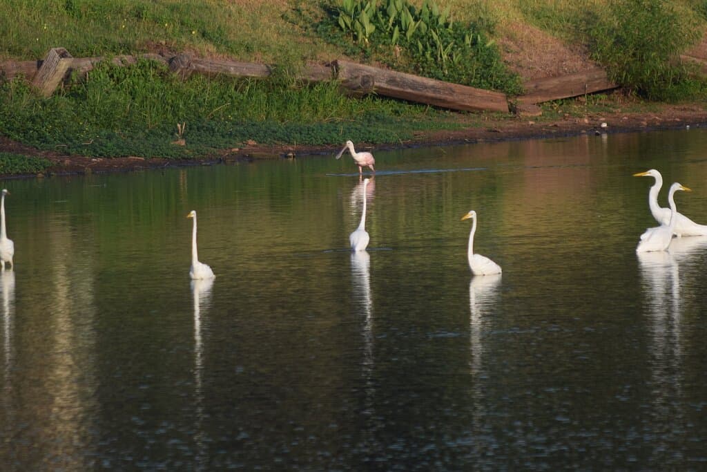 A Roseate Spoonbill (Cajun Flamingo) spotted in Bossier City 8/5/22.   Don Odom