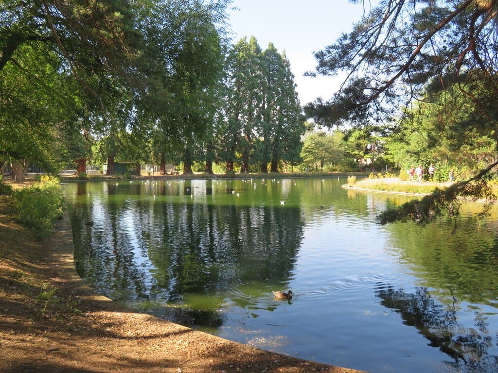 Boating pond. The tranquility of mature trees and open water in bright sunshine and shade.