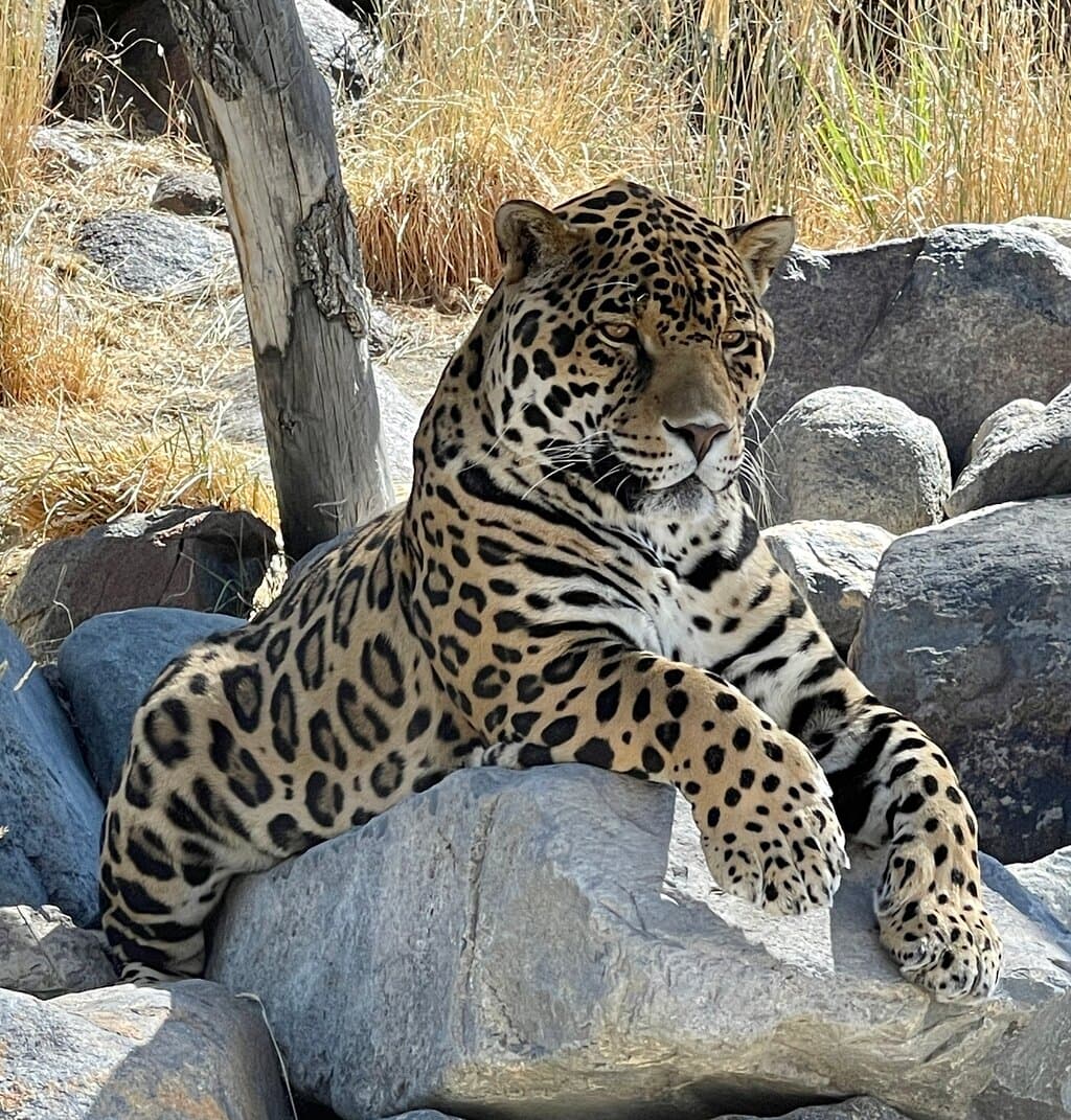 Sierra Nevada Zoological Park
