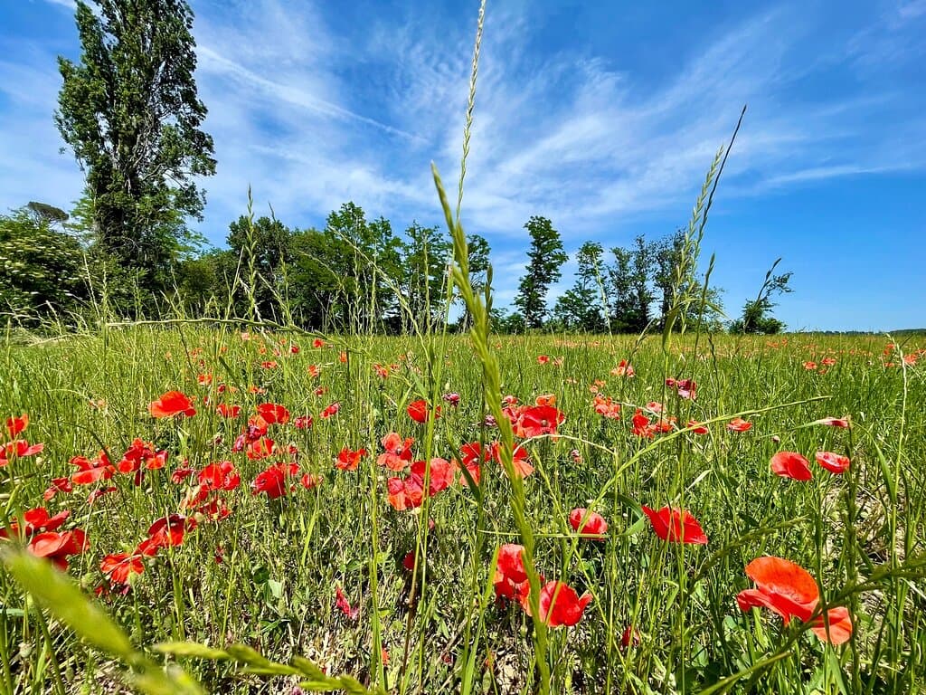 Fields of beautiful red poppies in bloom throughout the nature reserve, Riserva Naturale Abbadia di Fiastra.
