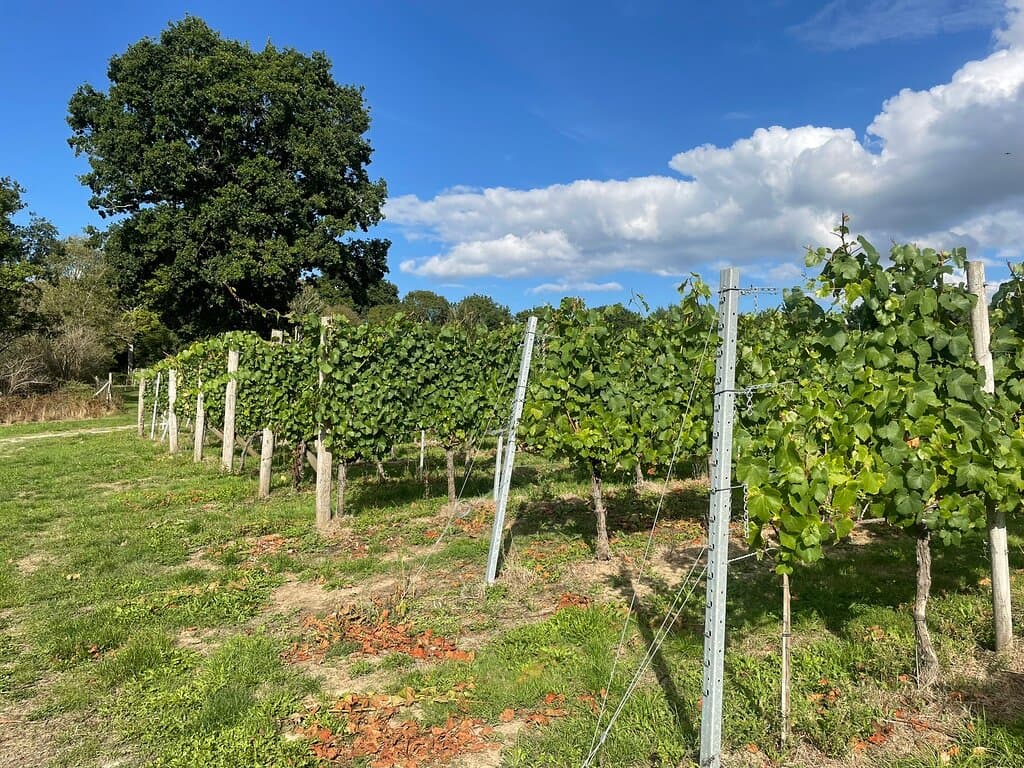 Bluebell Vineyard Estates