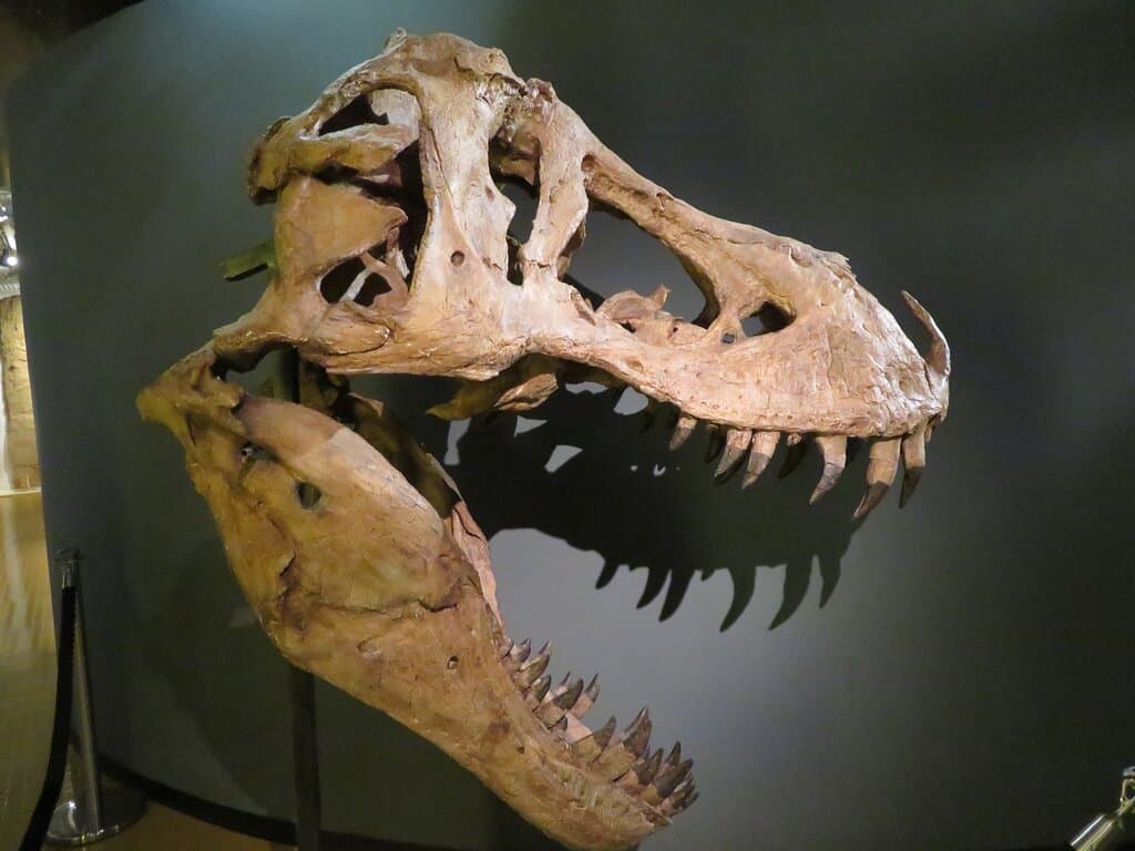 crâne t-rex