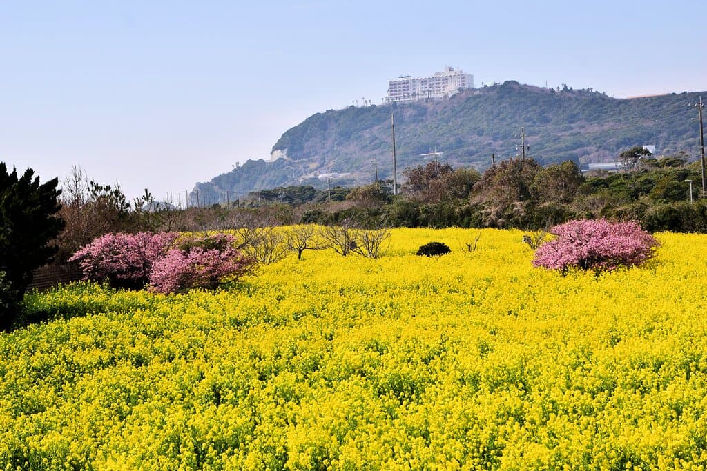 河津桜の咲く頃