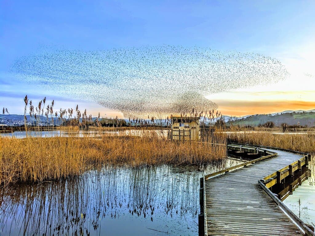 Starlings murmurating over the boardwalk - February 2020.
📸 - J Price.