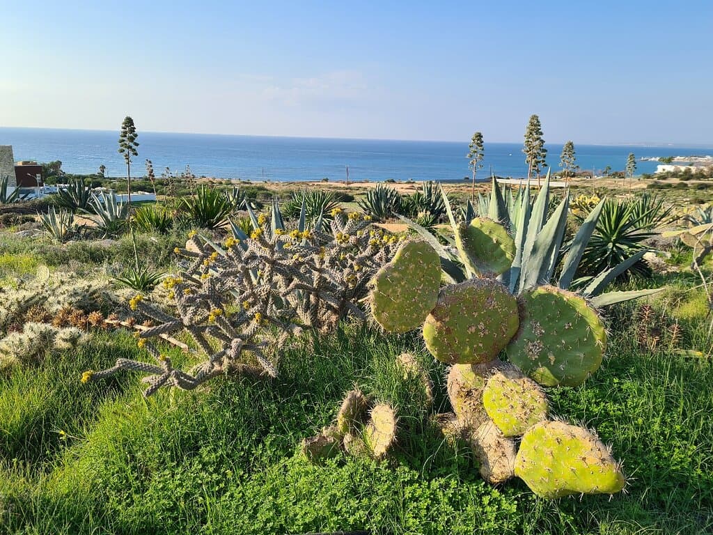 Cactus Park Mediterranean Plants