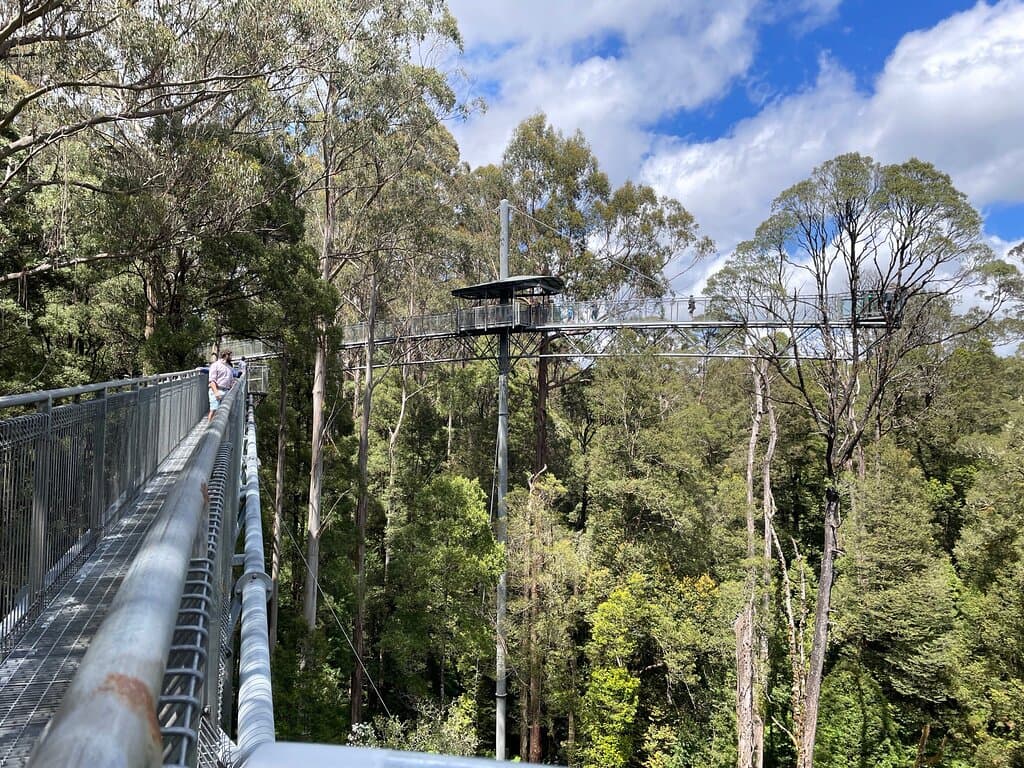 Otway Fly Treetop Walk