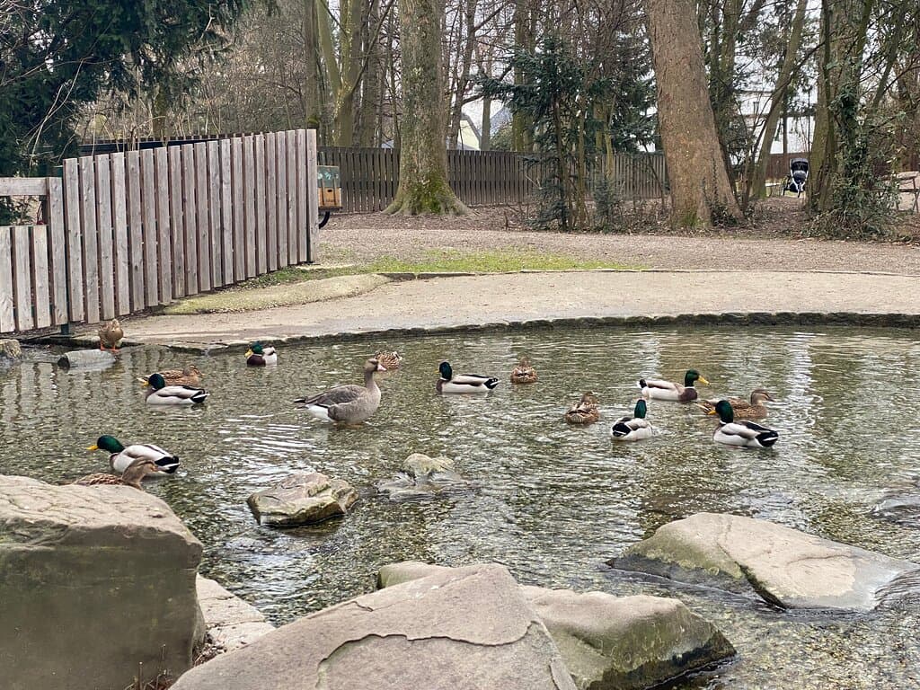 Ducks are almost rushing at you after you enter the park lol. Nice experience.