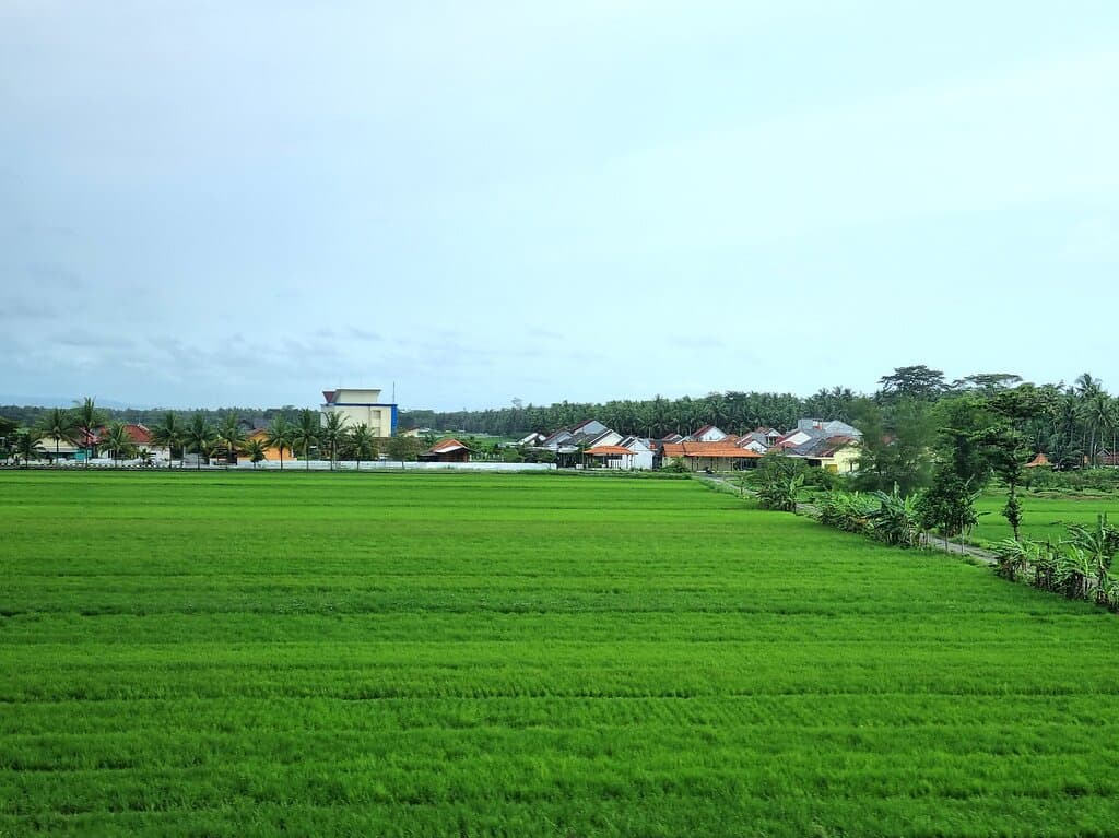 Рис из окна.