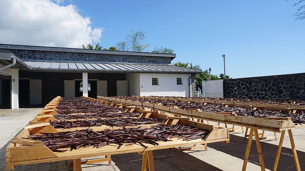 Séchage de la vanille au soleil.