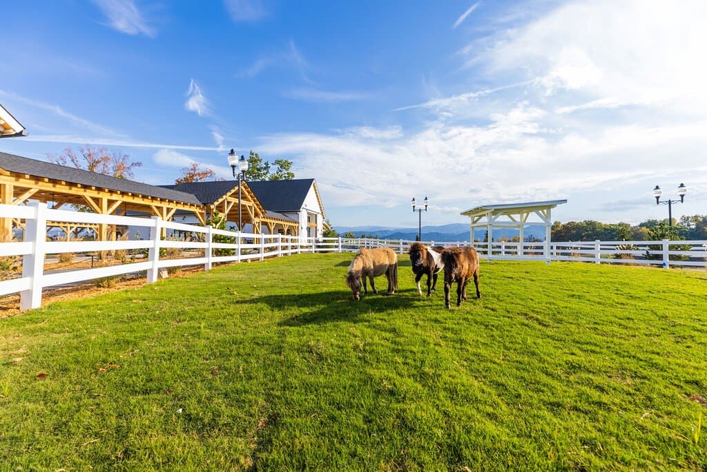 Be sure to visit our miniature animals on your visit to SkyLand Ranch.