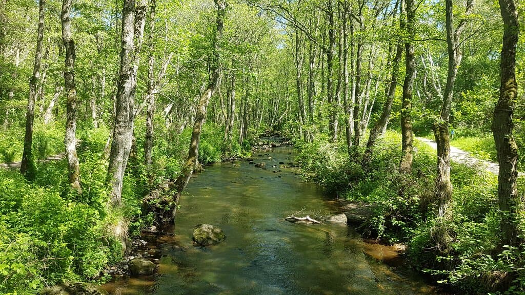 Nyrebäcken, Möllegårds nature reserve