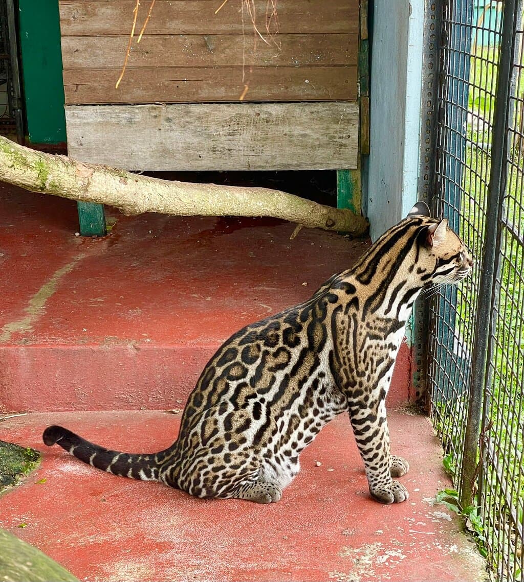 Guyana Zoo