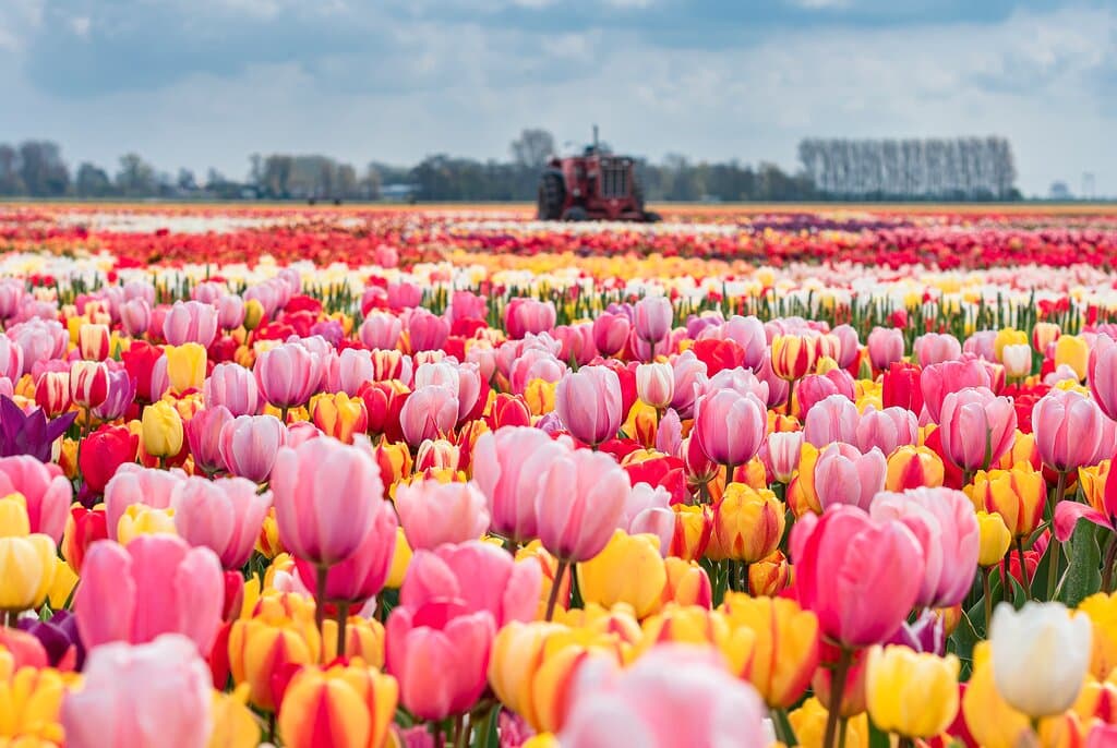 The most beautiful tulip field