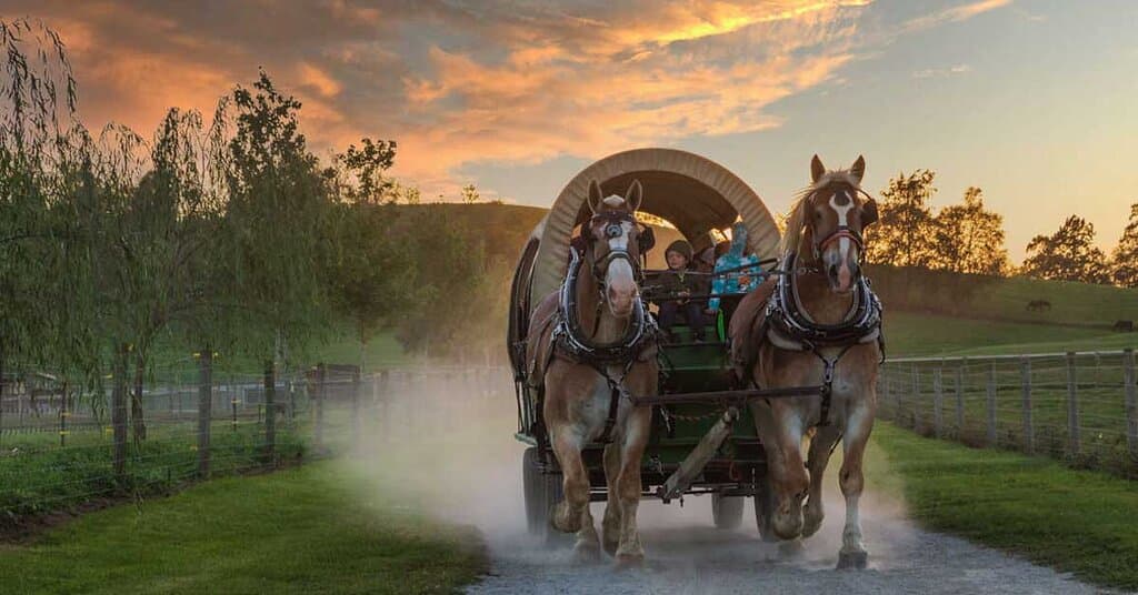 Wagon and Buggy Rides