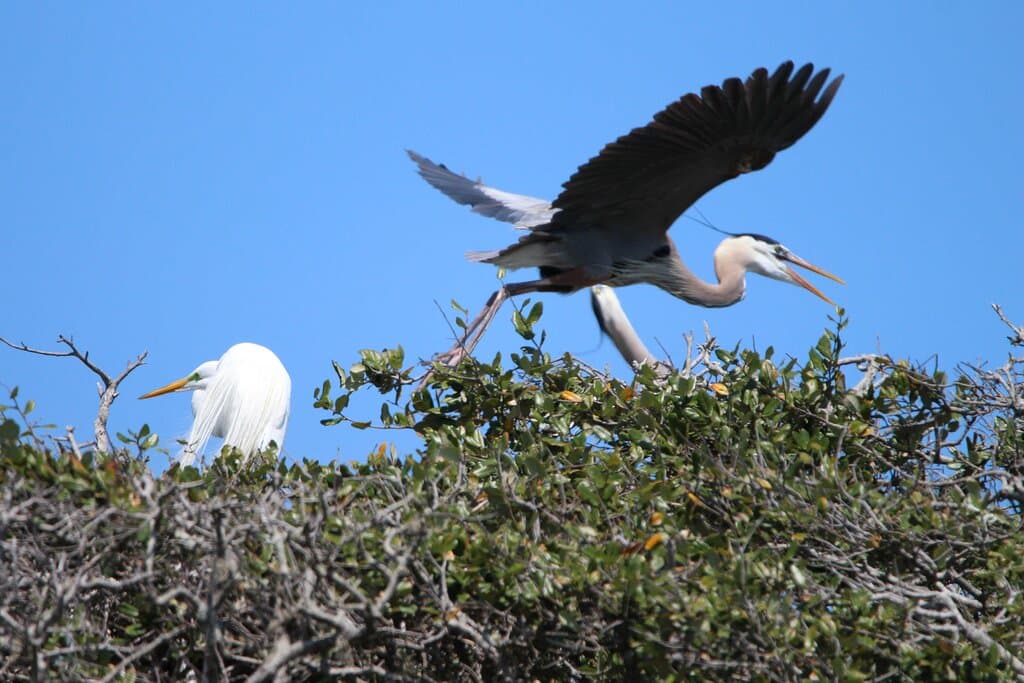 Coming in for a landing on the top of the oak trees