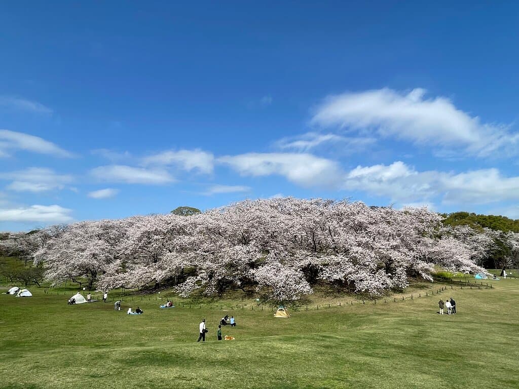 気持ちよく今年も満開の桜を迎えることができました。