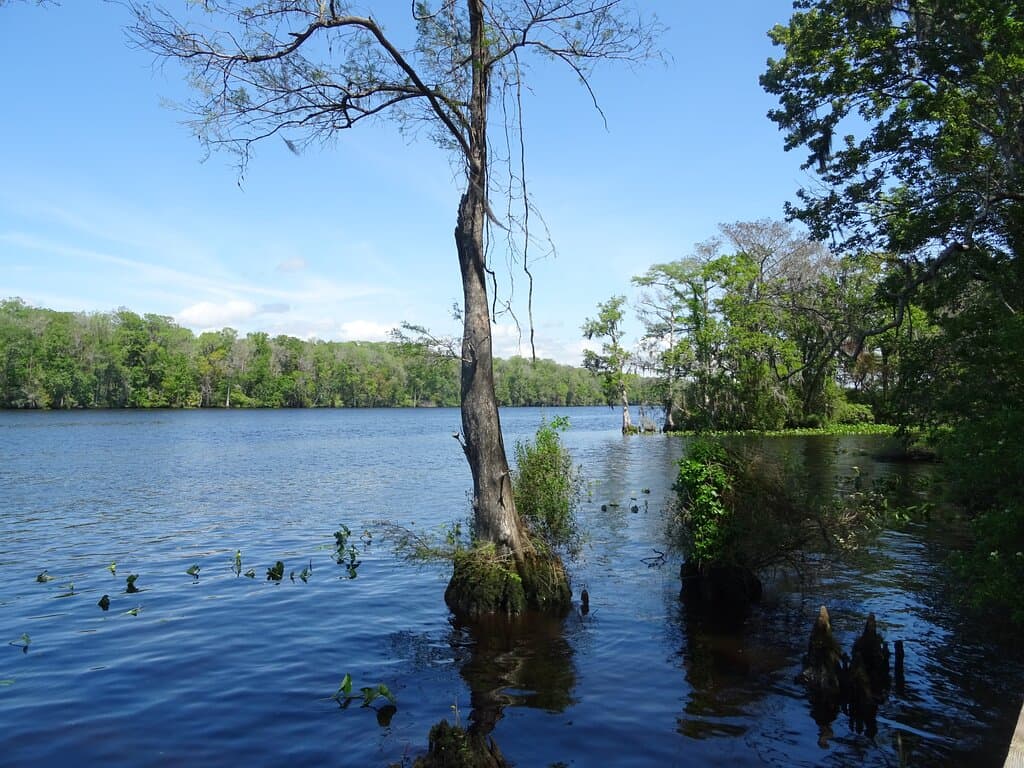 The Suwannee River seen from the end of a short walk from the range station