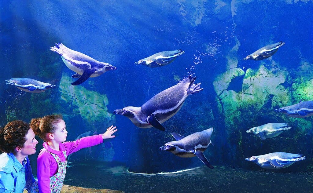 Get up close to our cute colony of Humboldt Penguins!