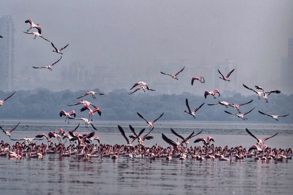 Thane Creek Flamingo Sanctuary Airoli