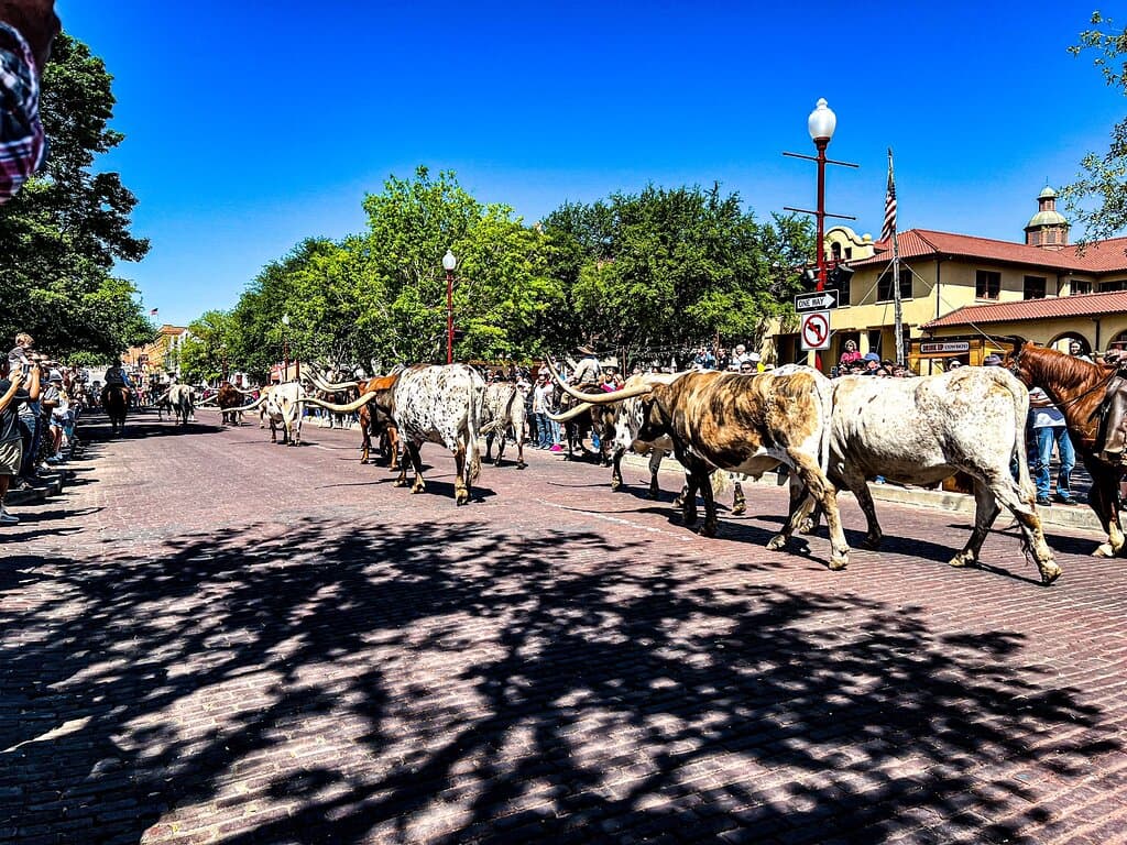 Fort Worth Herd Cattle Drive