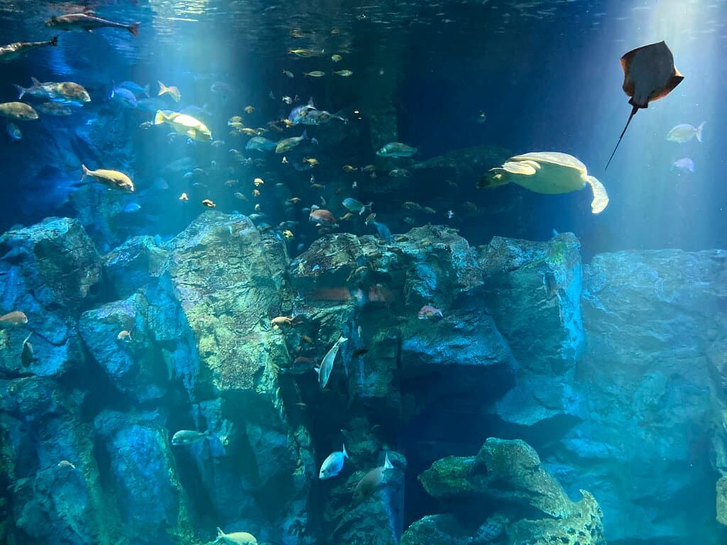 大水槽をゆったり泳ぐ魚たちも見どころ、ずっと眺めていたい気持ちにさせてくれます