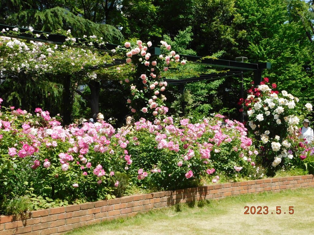 香りのﾛｰｽﾞｶﾞｰﾃﾞﾝ　景観一例　2023年5月5日撮影