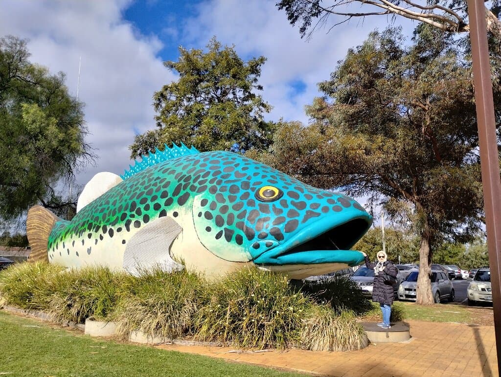 Giant Murray Cod