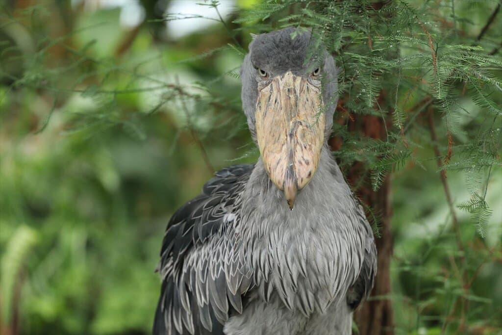 shoebill