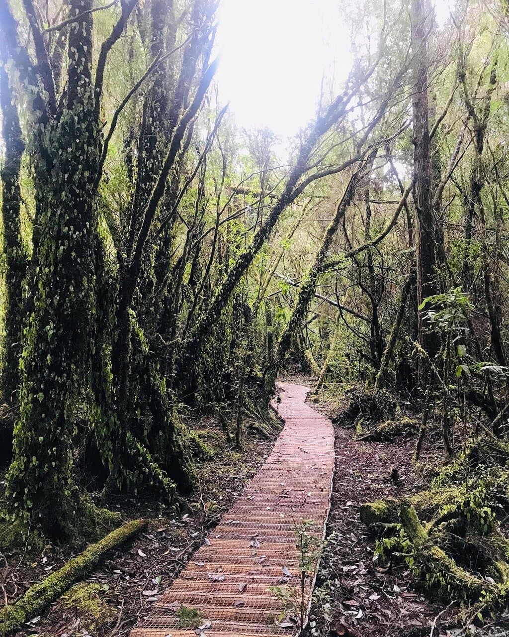 Lahuen Ñadi Natural Monument