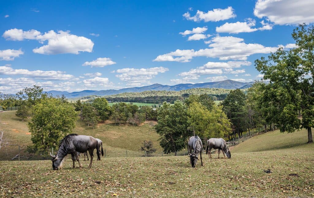 Blue Wildebeest grazing at the Virginia Safari Park