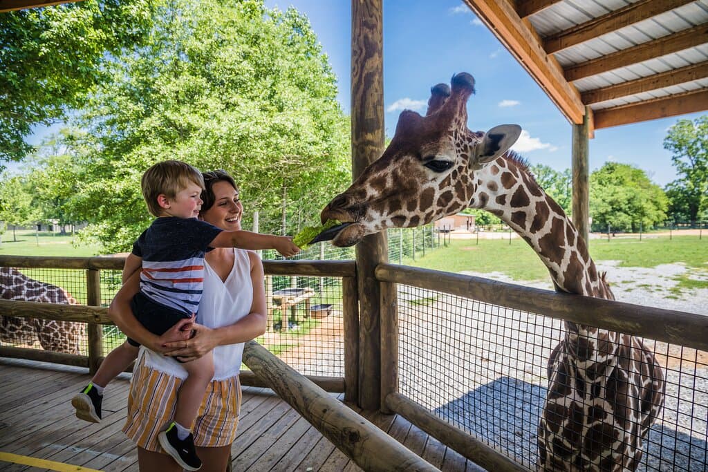 Feeding the giraffes is a highlight of a visit to the Alabama Safari Park.