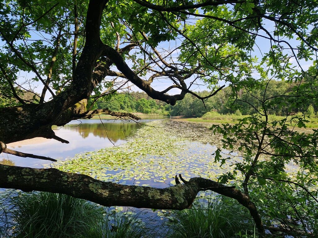 De Meinweg National Park