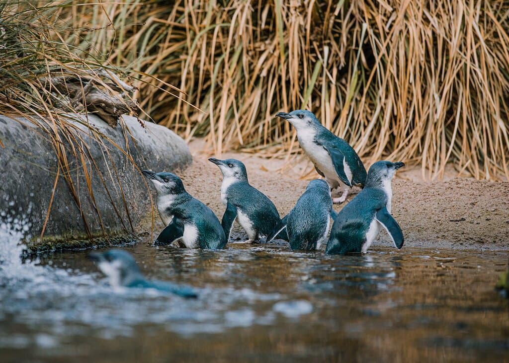 Meet our world famous little penguins, who is Penguin of the Month on your visit?