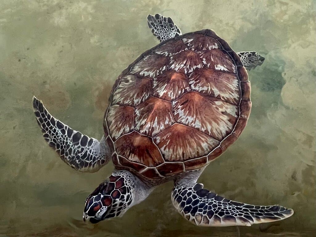 Kosgoda Turtle Conservation Project