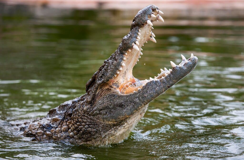 A unique experience, designed to give an awe-inspiring look into the life of crocodiles