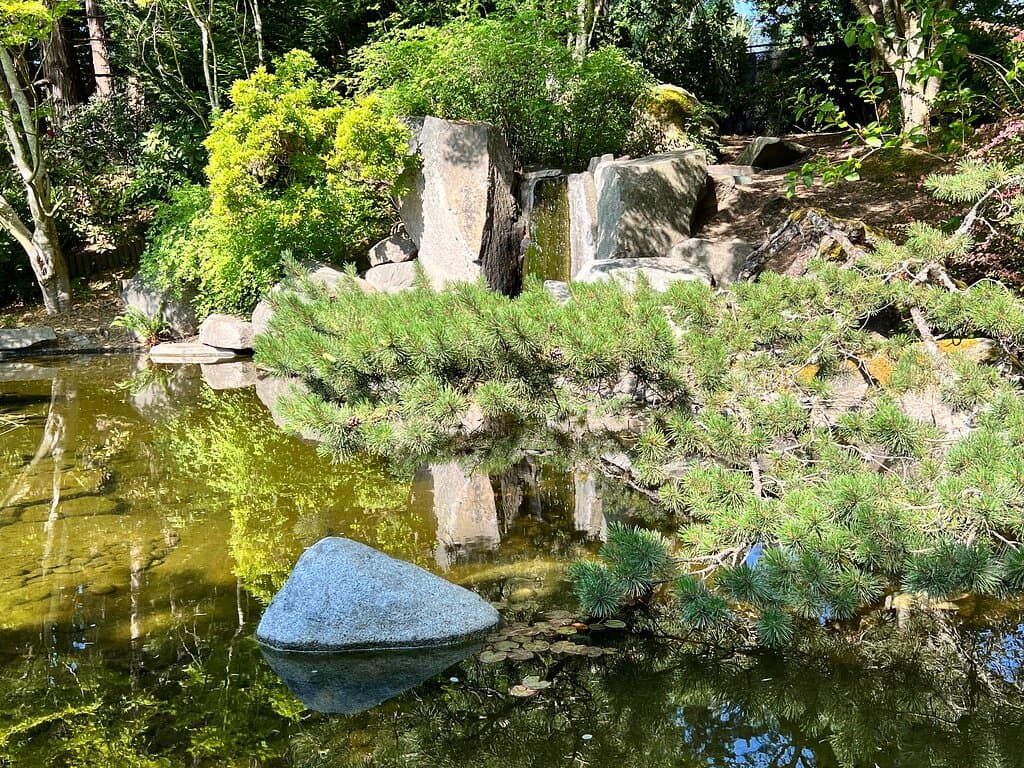 Reflecting pond with several large koi fish and waterfall. Hardened gravel path around the perimeter and natural paths around the garden. 