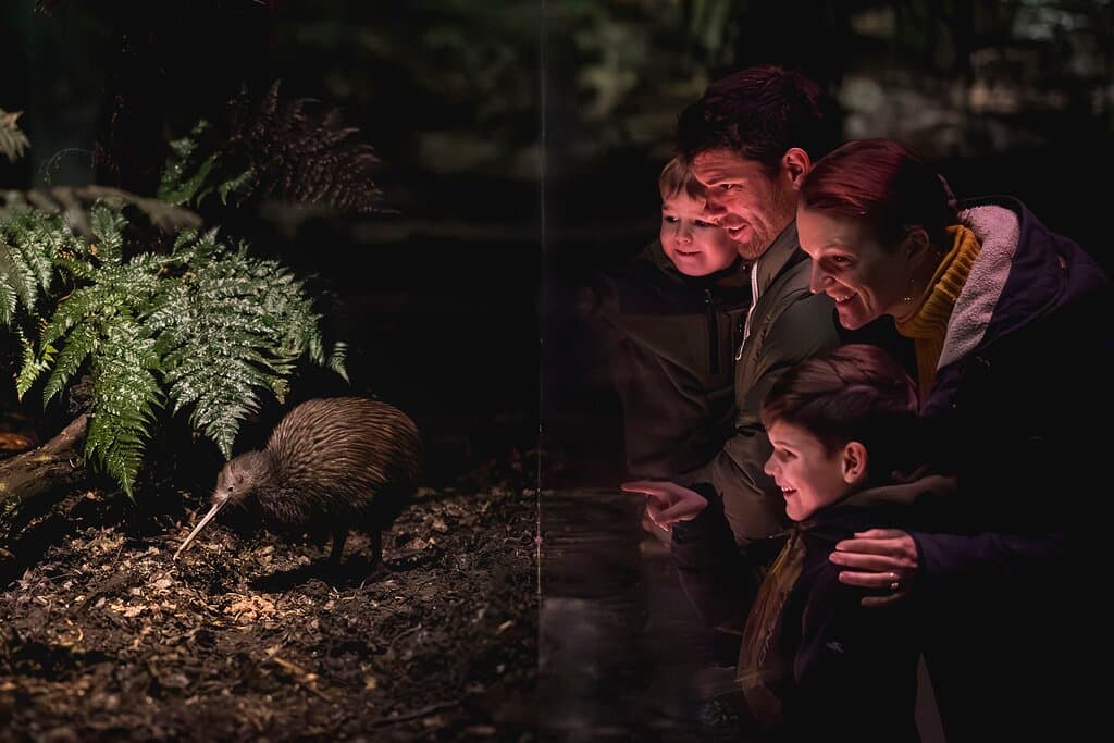 Kiwi Encounter