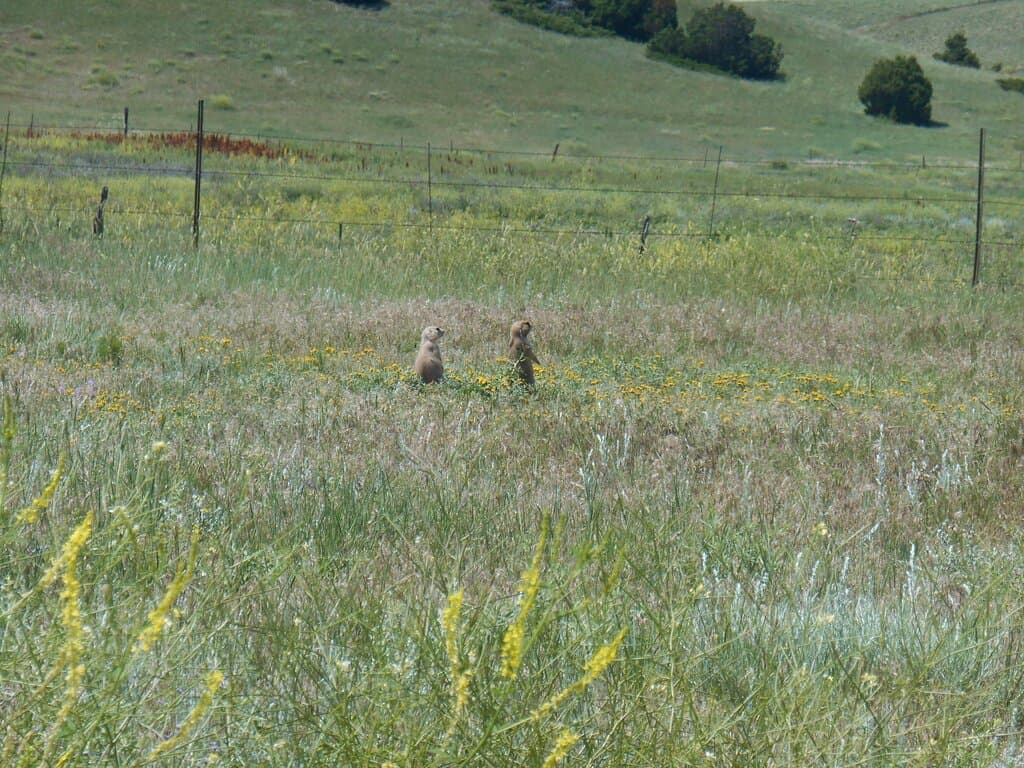 Sentries in the distance.  We couldn't get up close to them.  
