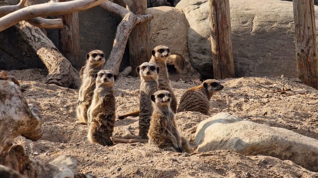 Meerkats