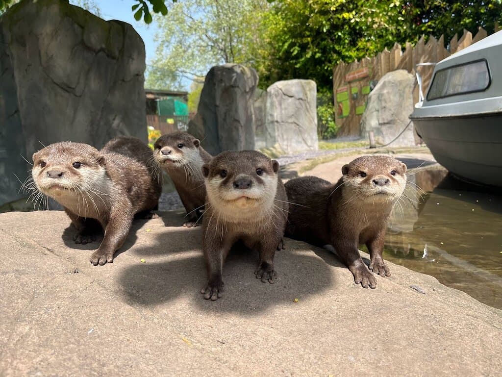 Otters