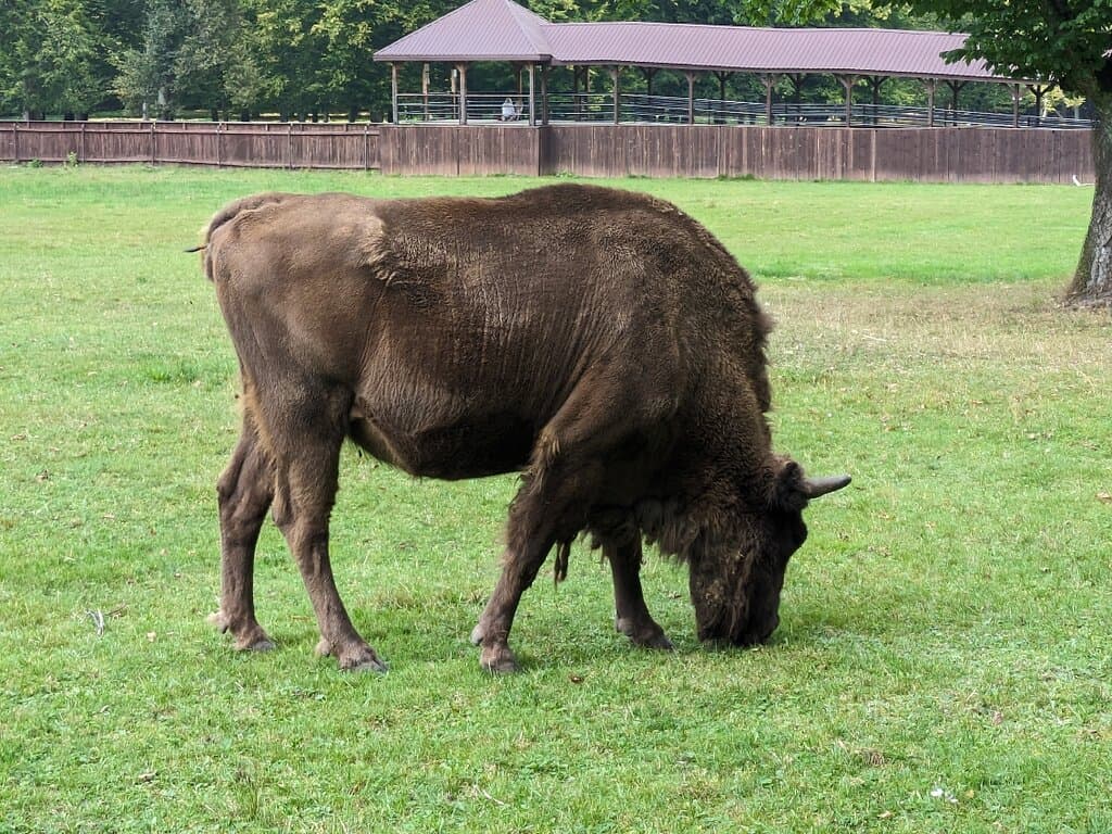 Bison Show Reserve Belovezhskaya Pushcha