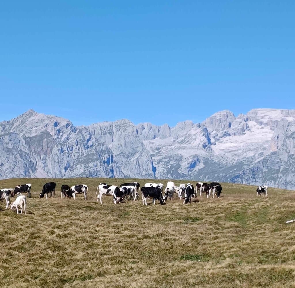 Andalo Doss Pelà Gondola