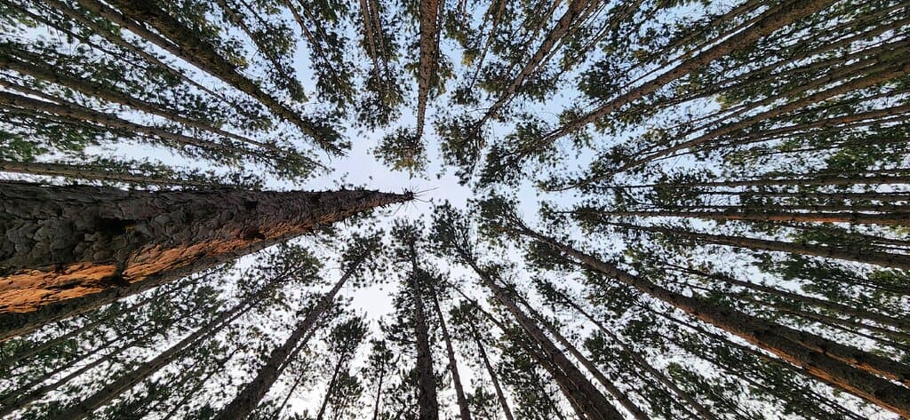 Oak Openings Preserve Metropark