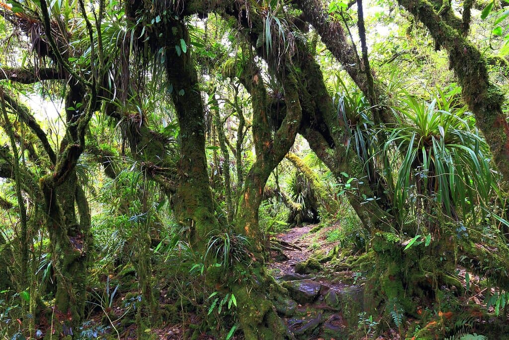 belouve végétation d'altitude