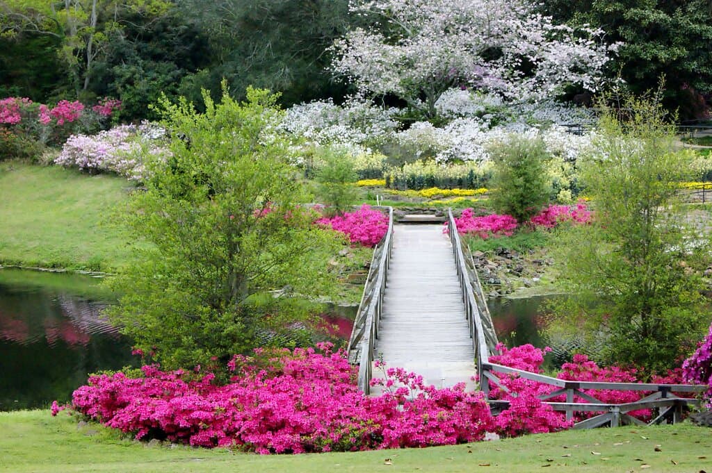 Blossoming beauty at Bellingrath Gardens & Home. Nature's paradise awaits at this enchanting botanical haven. 